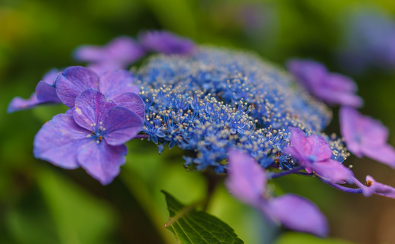 としまえん・あじさい祭