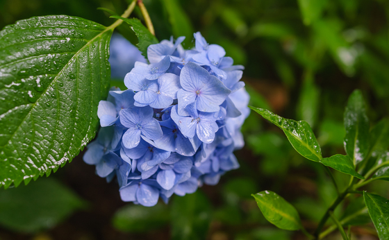 としまえん・あじさい祭