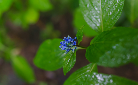 としまえん・あじさい祭