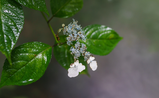 としまえん・あじさい祭