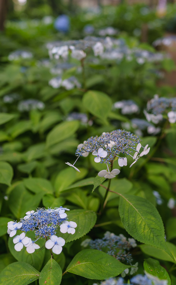 としまえん・あじさい祭