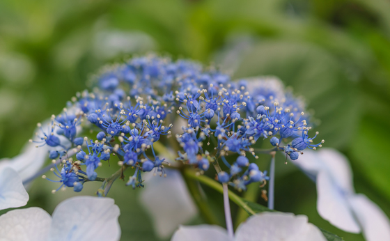 としまえん・あじさい祭り