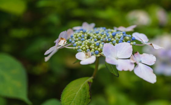 としまえん・あじさい祭り