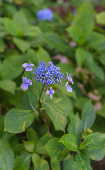 としまえん・あじさい祭り