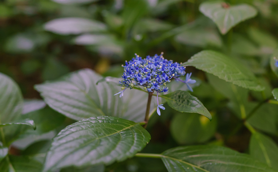としまえん・あじさい祭