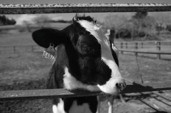 モノクロ・ポートレート