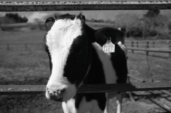 モノクロ・ポートレート