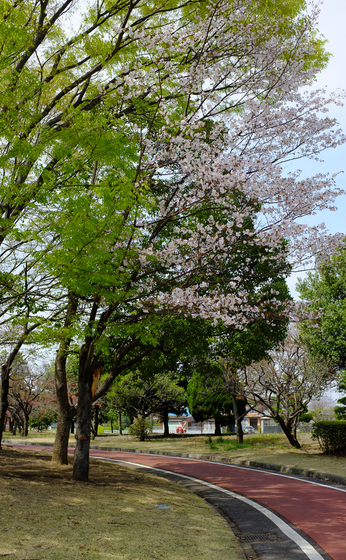 桜散歩