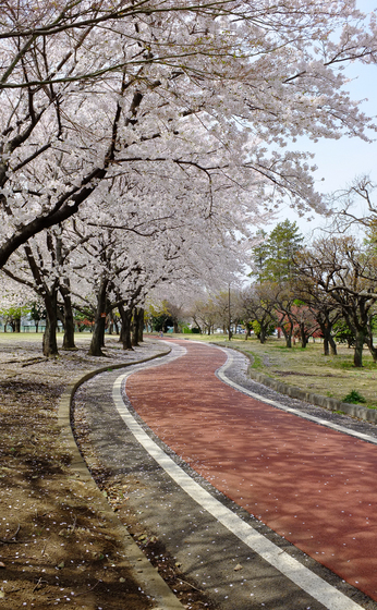 桜散歩