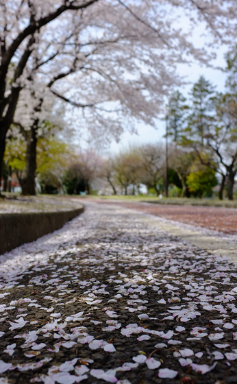 桜散歩