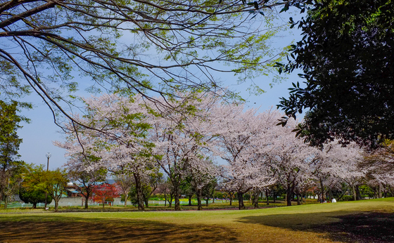 桜散歩