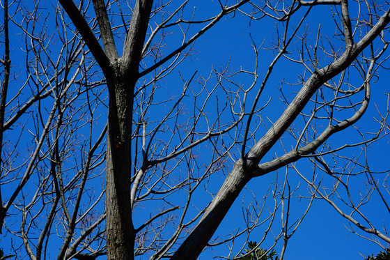 X-Pro1 & XF35mmF1.4 R Test