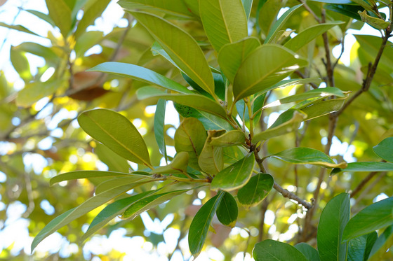 X-Pro1 & XF35mmF1.4 R Test