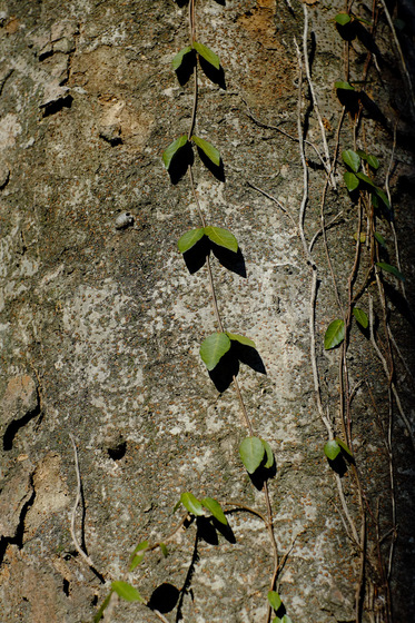 X-Pro1 & XF35mmF1.4 R Test