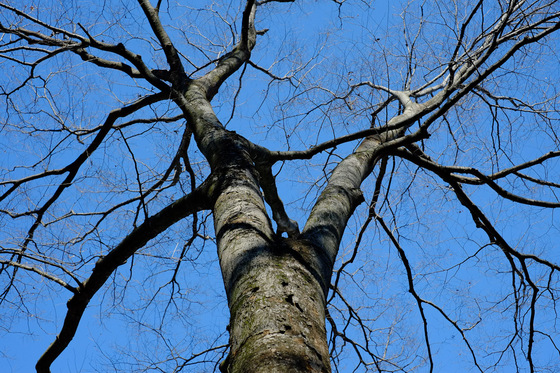 X-Pro1 & XF35mmF1.4 R Test