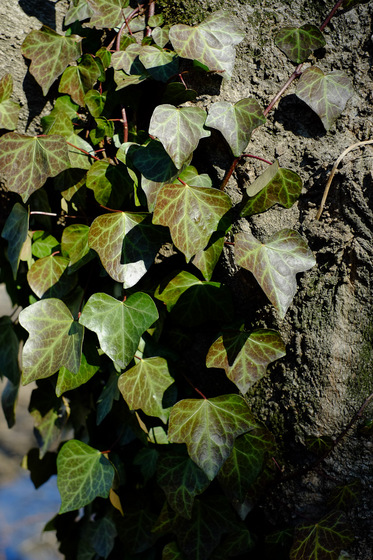 X-Pro1 & XF35mmF1.4 R Test