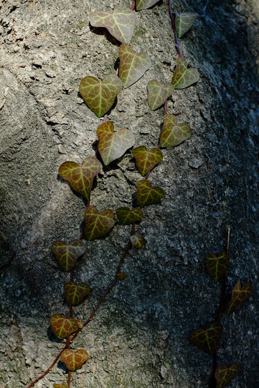 X-Pro1 & XF35mmF1.4 R Test