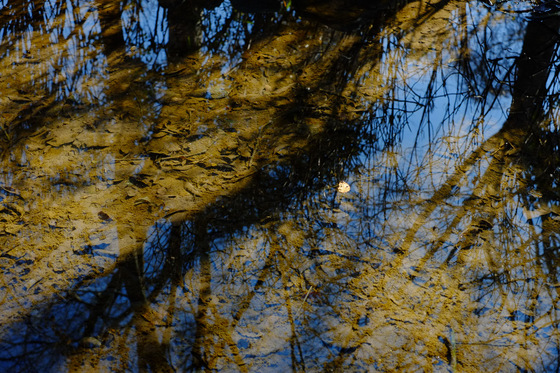 X-Pro1 & XF35mmF1.4 R Test