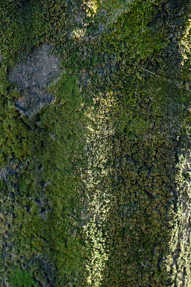 X-Pro1 & XF35mmF1.4 R Test