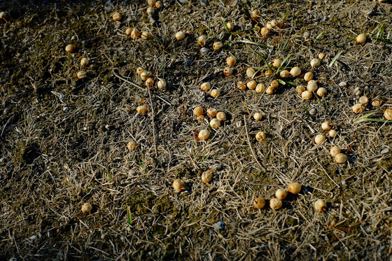 X-Pro1 & XF35mmF1.4 R Test