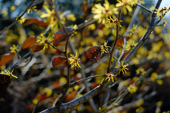 X-Pro1 & XF35mmF1.4 R Test