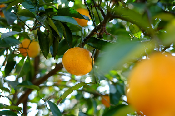 武州寄居七福神