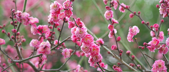 散歩に出たら梅が咲いていた