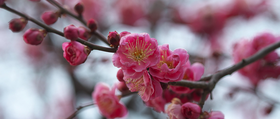 散歩に出たら梅が咲いていた