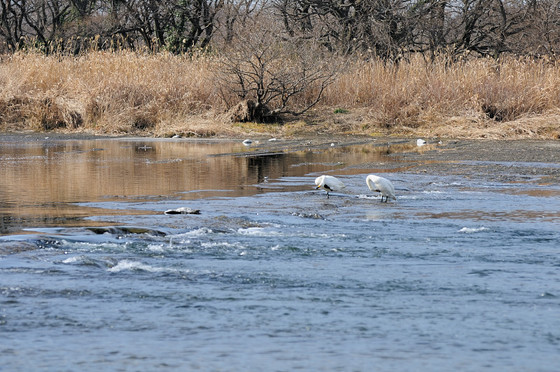 川本町白鳥飛来地