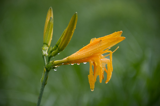 尾瀬・一泊撮影旅行