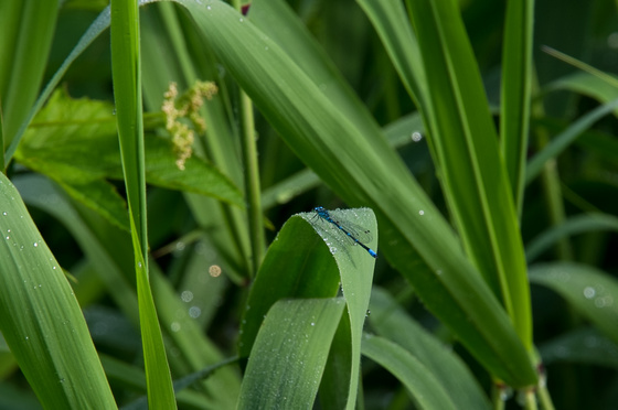 尾瀬・一泊撮影旅行