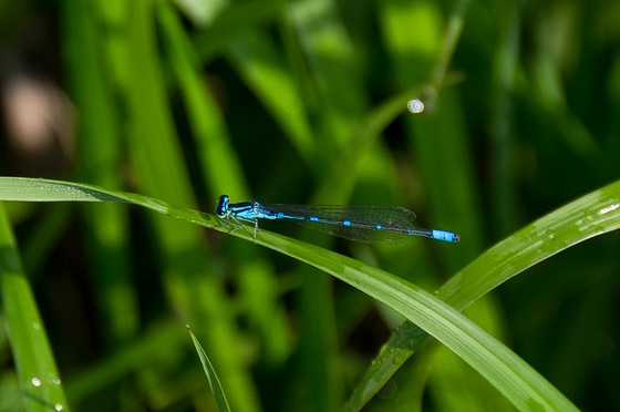 尾瀬・一泊撮影旅行
