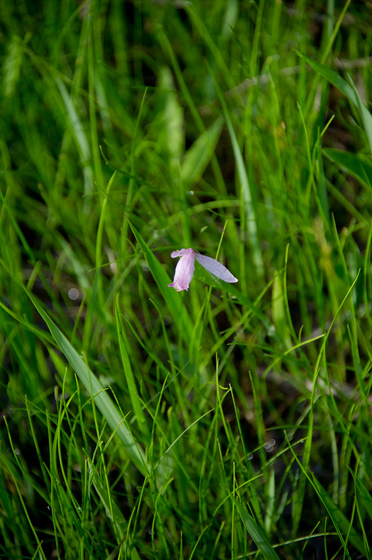 尾瀬・一泊撮影旅行