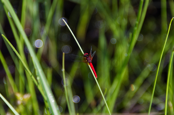 尾瀬・一泊撮影旅行