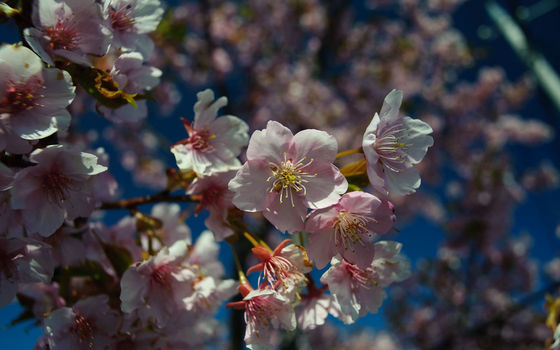 SAKURA2009
