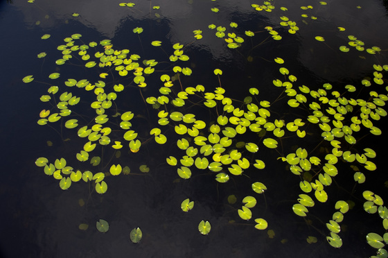 尾瀬・一泊撮影旅行