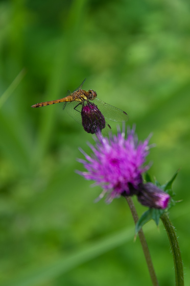 尾瀬・一泊撮影旅行