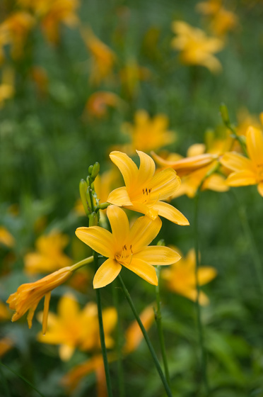 尾瀬・一泊撮影旅行