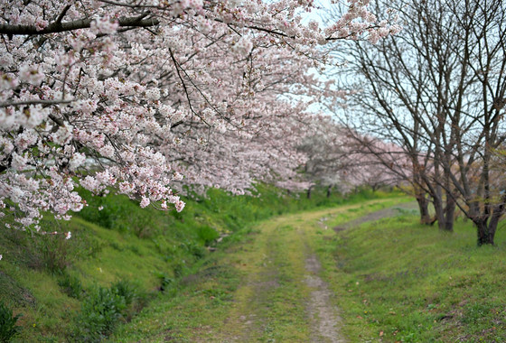 瀬山の桜並木
