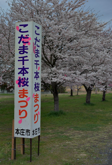 こだま千本桜