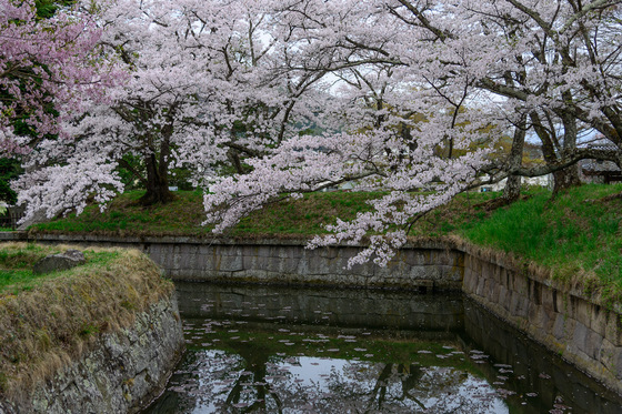 Sakura 2012 No.4