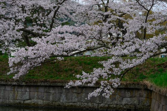 Sakura 2012 No.4