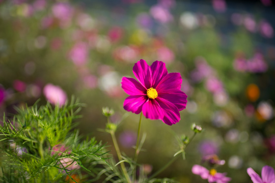 Carl Zeiss Distagon 1.4/35 ZF.2 Test