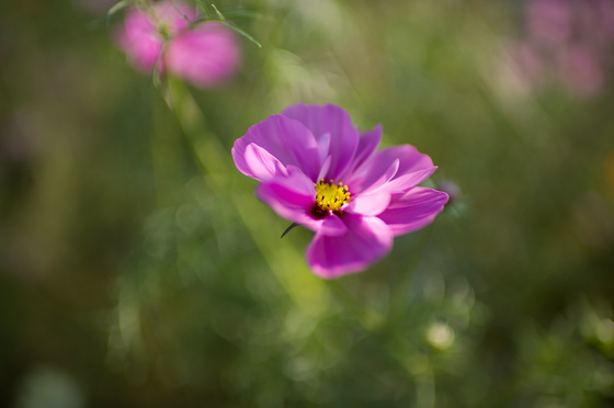 Carl Zeiss Distagon 1.4/35 ZF.2 Test