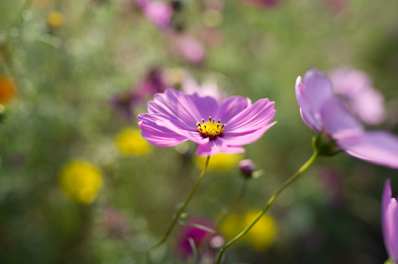 Carl Zeiss Distagon 1.4/35 ZF.2 Test