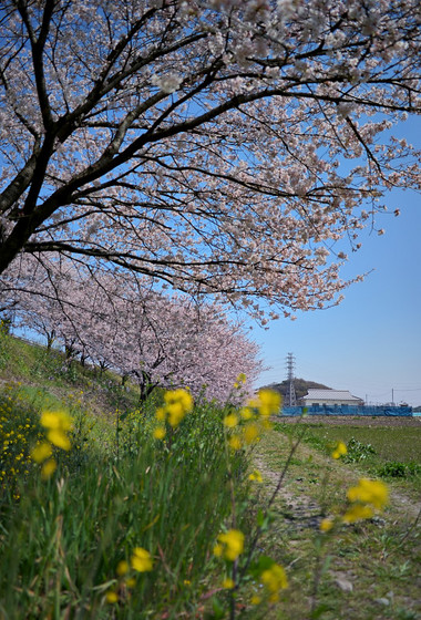 瀬山の桜並木
