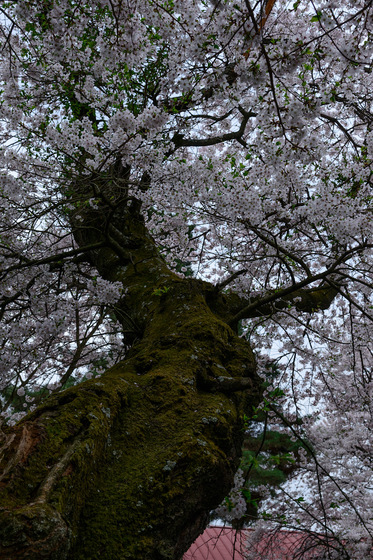 Sakura 2012 No.4