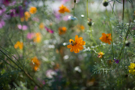 Carl Zeiss Distagon 1.4/35 ZF.2 Test