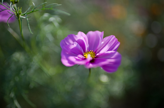 Carl Zeiss Distagon 1.4/35 ZF.2 Test