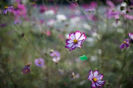 Carl Zeiss Distagon 1.4/35 ZF.2 Test